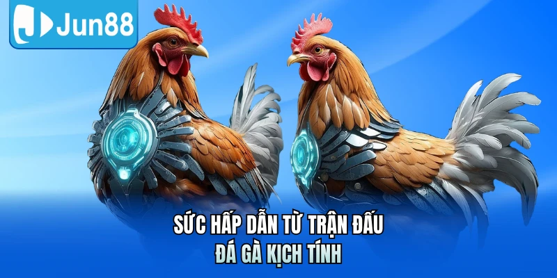 Sức hấp dẫn từ trận đấu đá gà kịch tính